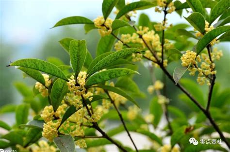 香花|中国十大香花，家中只需养一盆，满屋都是香气！